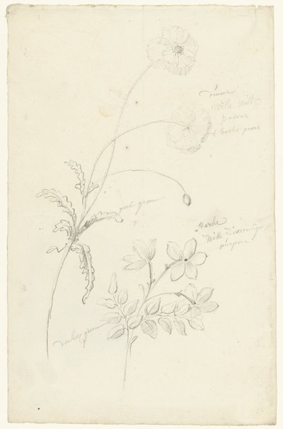 Studi di papavero e gelsomino da Elias van Nijmegen