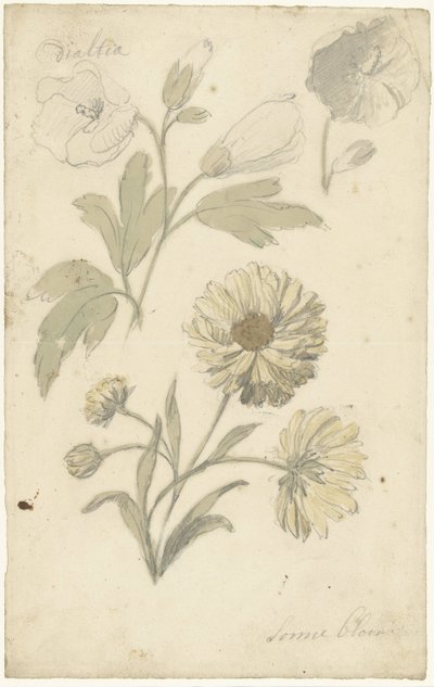 Studi di girasoli e dialtia da Elias van Nijmegen