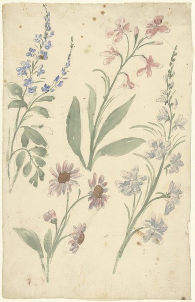 Quattro studi di fiori rosa e blu da Elias van Nijmegen