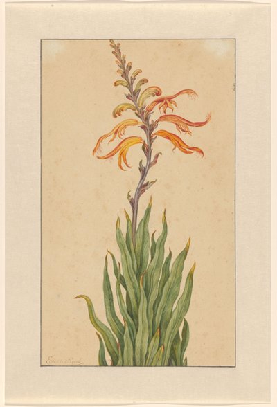 Crocosmia (Montbretia) da Elias van den Broeck (signed by artist)