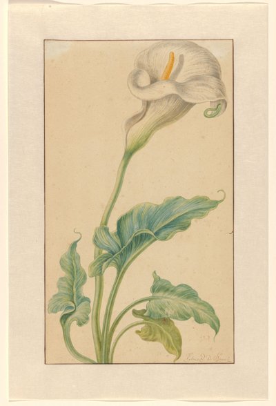 Calla bianca da Elias van den Broeck (signed by artist)
