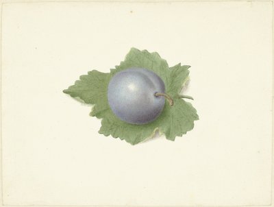 Prugna su una foglia da Elisabeth Geertruida van de Kasteele