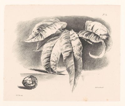 Foglie e noce da Elise Therèse Daiwaille