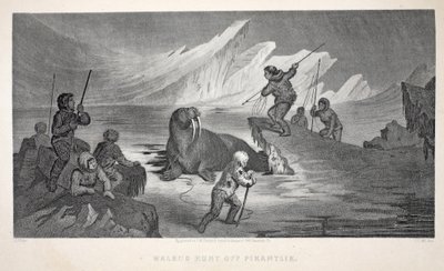 Caccia al tricheco al largo di Pikantlik, illustrazione da 