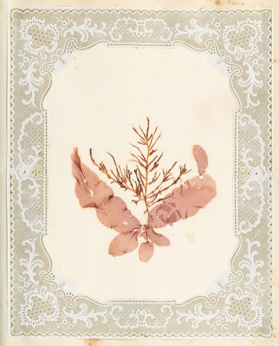 Alghe da Eliza A. Jordson
