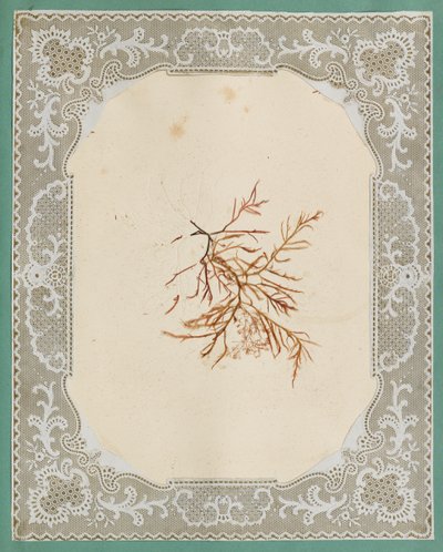 Alghe da Eliza A. Jordson