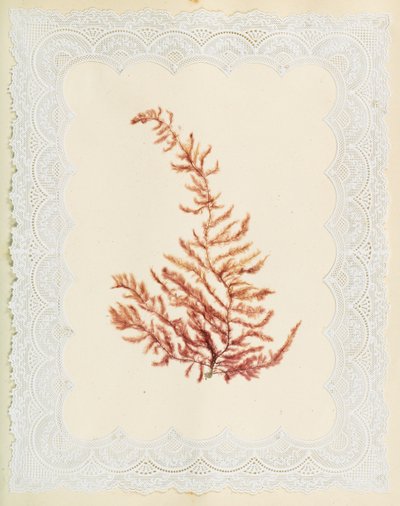 Alghe da Eliza A. Jordson