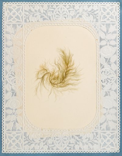 Alghe da Eliza A. Jordson