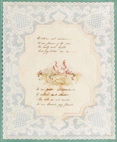 Alghe da Eliza A. Jordson