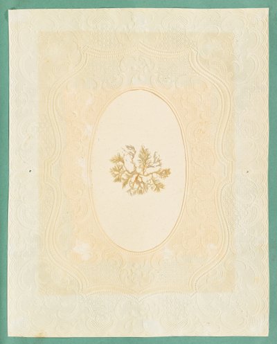 Alghe da Eliza A. Jordson