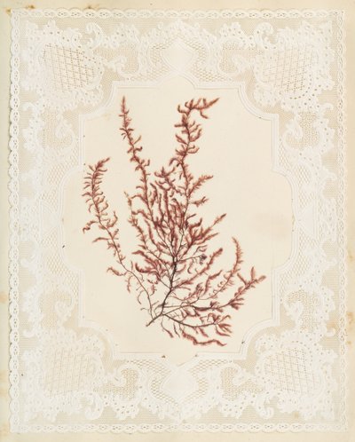 Alghe da Eliza A. Jordson