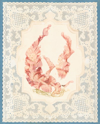 Alghe da Eliza A. Jordson