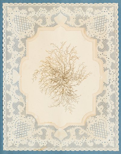 Alghe da Eliza A. Jordson