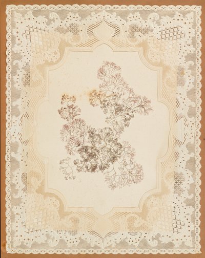 Alghe da Eliza A. Jordson