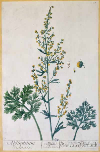 Assenzio, tavola da 