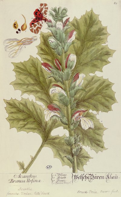 Acanthus Branca Ursina, da A Curious Herbal, pubblicato a Norimberga nel 1757 da Elizabeth Blackwell