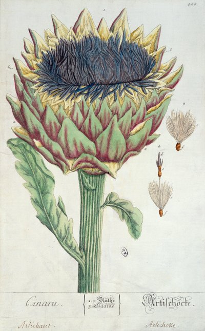 Carciofo, da 