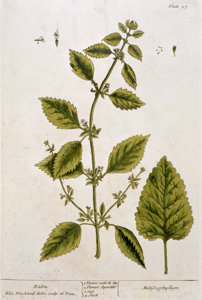 Balsamo, tavola 27 da 