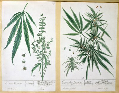 Cannabis mas e Cannabis foemina, da 