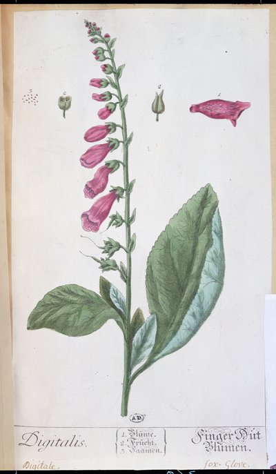 Digitalis purpurea, da 