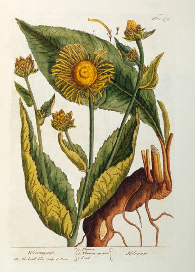 Enula, tavola 473 da 