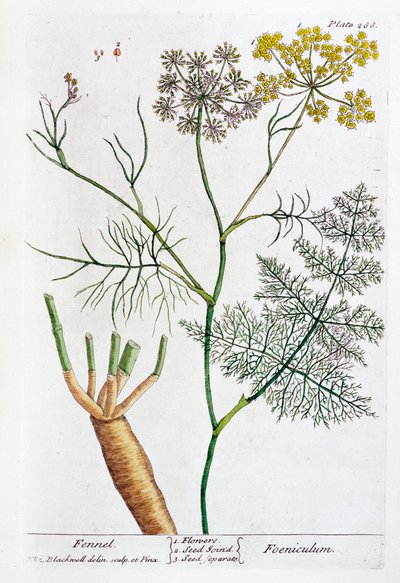 Finocchio, 1782 da Elizabeth Blackwell
