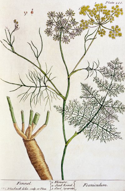 Finocchio, tavola 288 da 