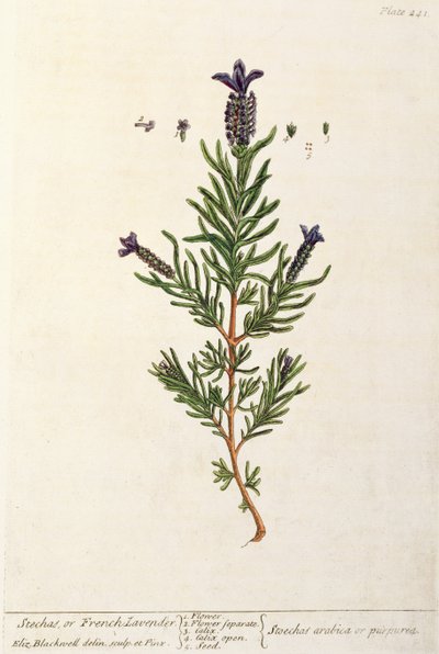 Lavanda francese, tavola 241 da 
