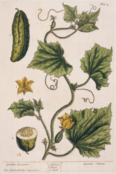 Cetriolo da giardino, tavola 4 da 