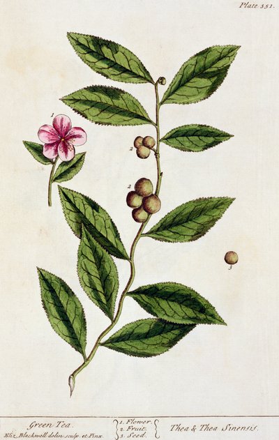 Tè verde, tavola 351 da 