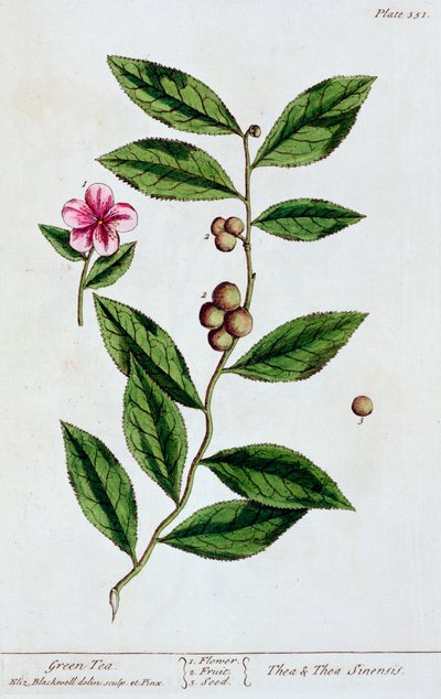 Tè verde da Elizabeth Blackwell