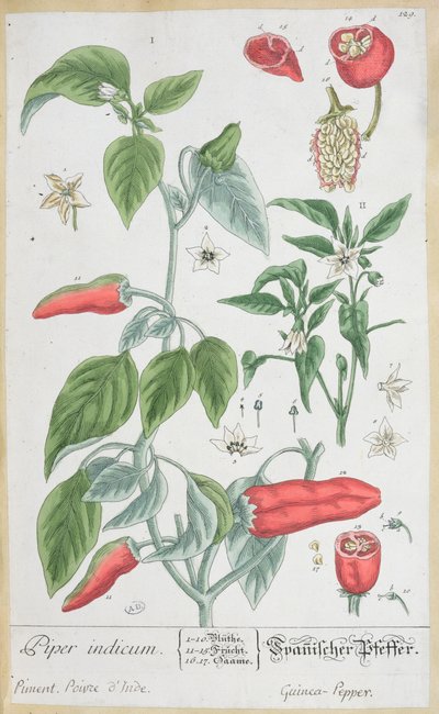 Pepe della Guinea (Piper Indicum) tavola 129 dall