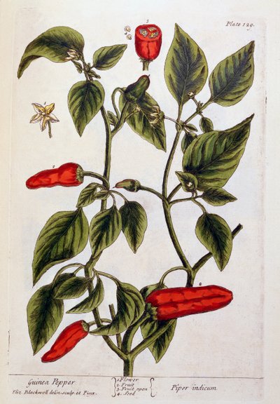 Pepe della Guinea, tavola 129 da 