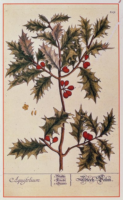 Agrifoglio da 