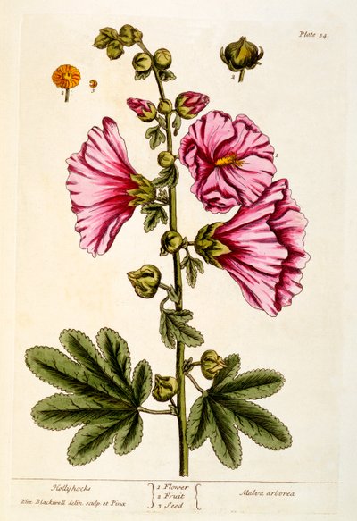 Malvarosa, tavola 54 da 