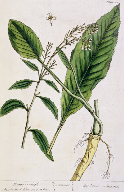 Rafano, tavola 415 da 