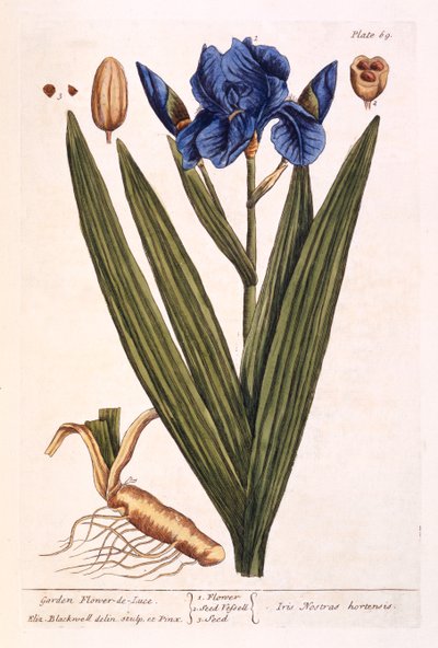 Iris, tavola 69 da 
