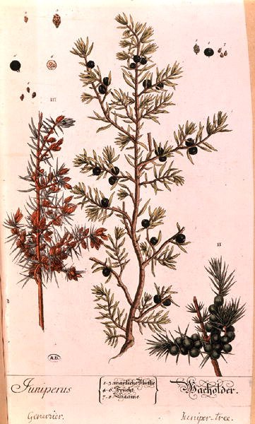 Ginepro (Juniperus) tavola dall