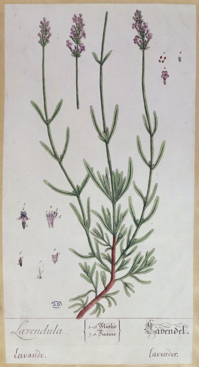 Lavanda, tavola da 