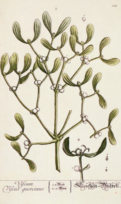 Vischio da 