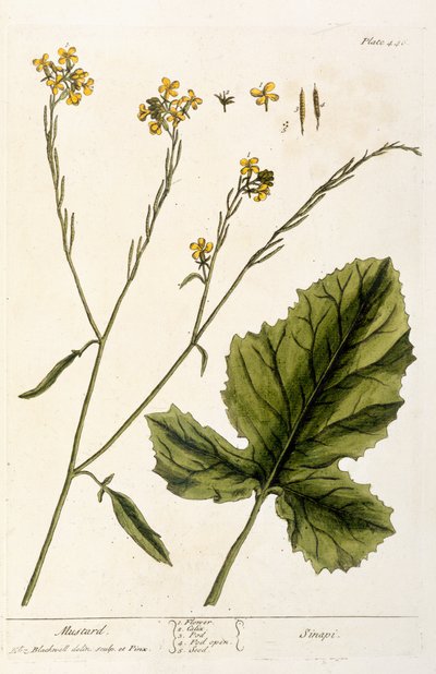 Senape, tavola 446 da 