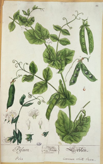 Pisello, tavola da 