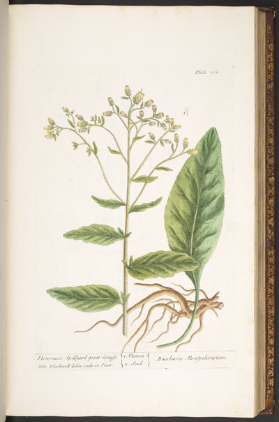 Tavola 102, da 