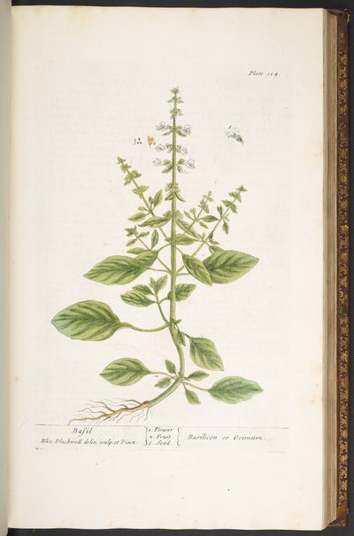 Tavola 104, da 