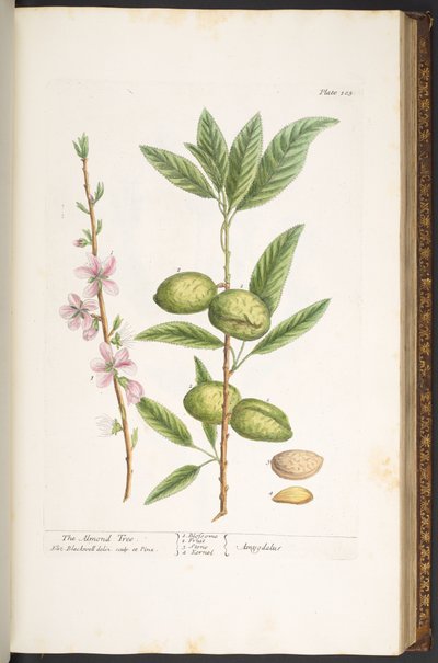 Tavola 105, da 