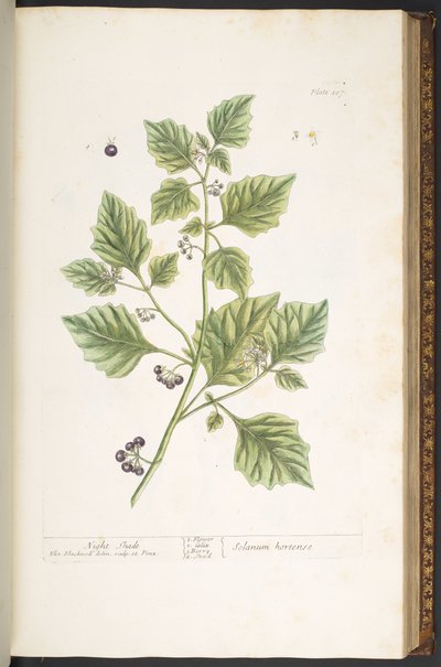 Tavola 107, Belladonna, da 