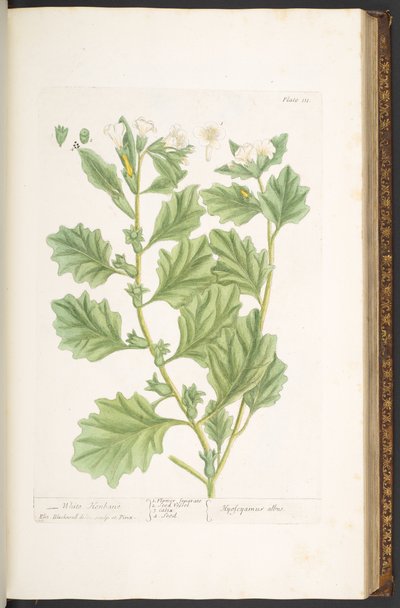 Tavola 111, da 
