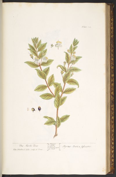 Tavola 114, da 