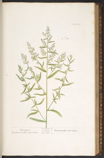 Tavola 116, da 
