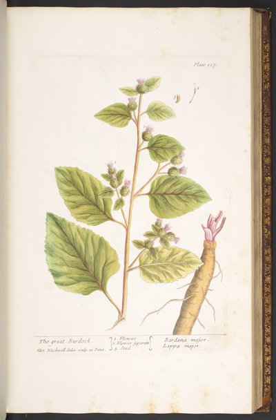 Tavola 117, da 